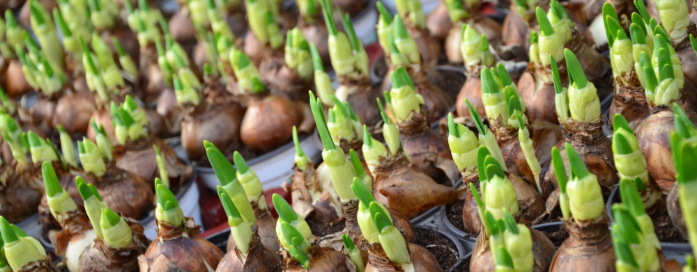 Blumenzwiebeln Blumenzwiebeln