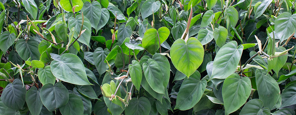Philodendron Scandens 