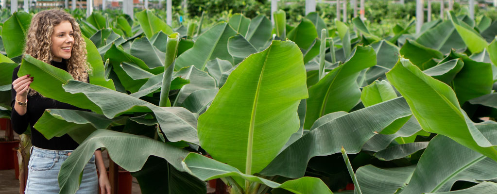 Bananenpflanze - Musa