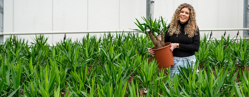 70 cm hoch 1 Pflanze Zimmerpalme Palmlilie BALDUR-Garten Yucca Palme ca 