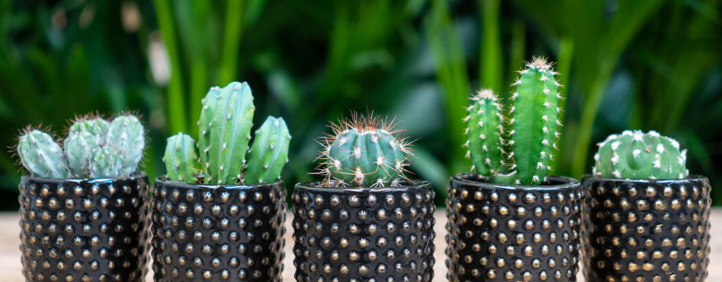 Kaktus Stecklinge