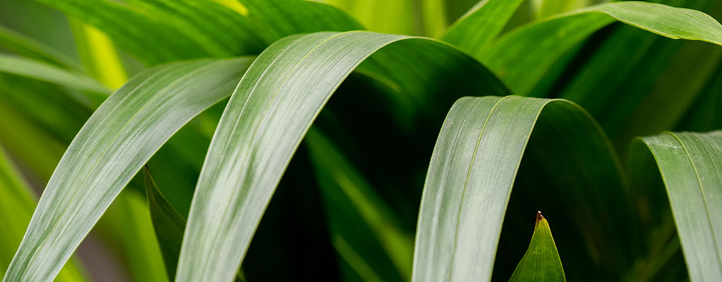 Kentia Palme (Howea Forestiana) - Hydrokultur