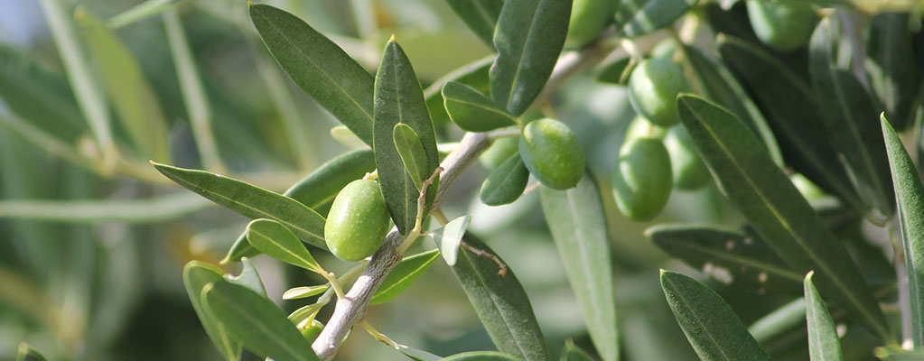 Olivenbaum (Olea Europaea)