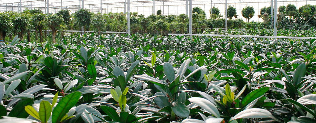 Große Zimmerpflanzen - Hydrokultur