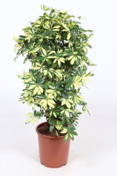 Schefflera trinette vingersboom plant