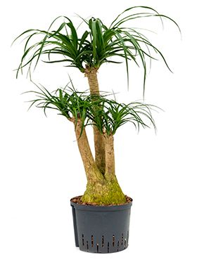 Beaucarnea recurvata hydrokulturpflanze