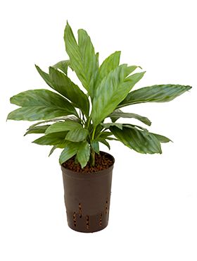 Chamaedorea metalica