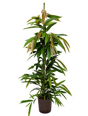 Ficus amstel king hydrokulturpflanze