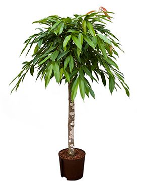 Ficus amstel king hydrokulturpflanze