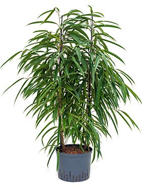 Ficus alii