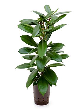 Ficus cyathistipula hydrokulturpflanze