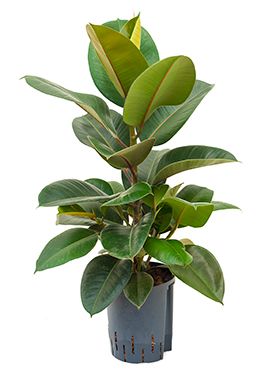 Ficus elastica robusta - Gummibaum hydrokulturpflanze