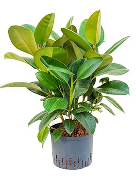 Ficus elastica robusta hydrokulturpflanze