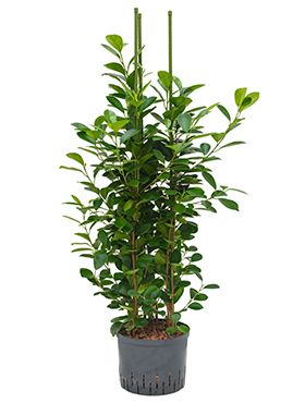 Ficus moclame hydrokulturpflanze