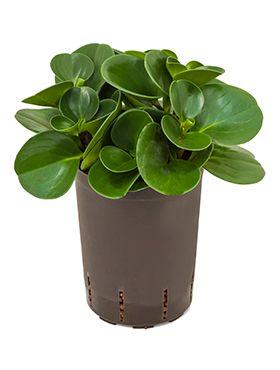 Peperomia green gold hydrokulturpflanze
