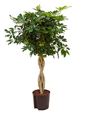 Schefflera arboricola hydrokulturpflanze
