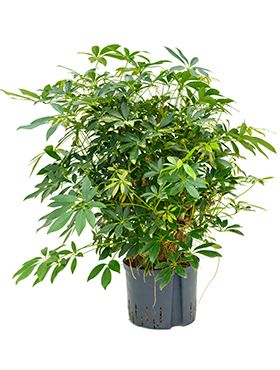 Schefflera arboricola hydrokulturpflanze