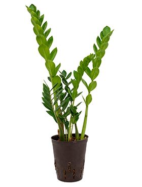 Zamioculcas zamiifolia hydrokulturpflanze