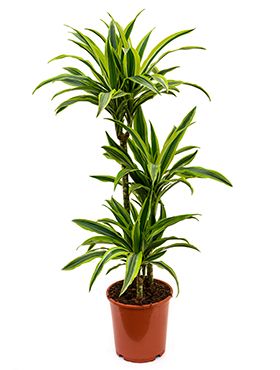 Dracaena lemon lime