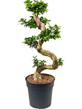 Ficus microcarpa compacta zimmerpflanze