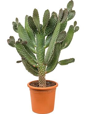 1:12 Kaktus 2,5 cm hoch sortiert Preis pro STÜCK FL0225 