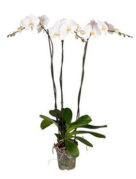 Phalaenopsis Tsarine