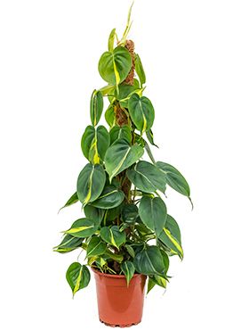 Philodendron grand brasil zimmerpflanze