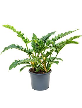 Philodendron narrow kamerplant 1
