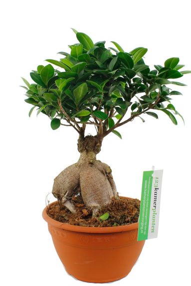 Ficus microcarpa ginseng  zimmerpflanze