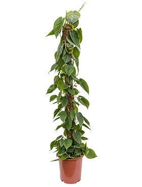 Philodendron scandens kamerplant