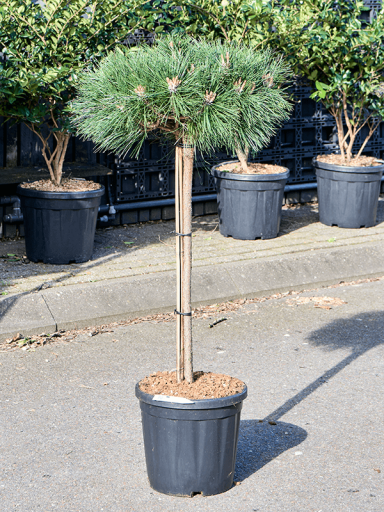 Pinus_tuinplant