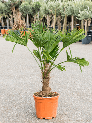 trachycarpus_tuinplant