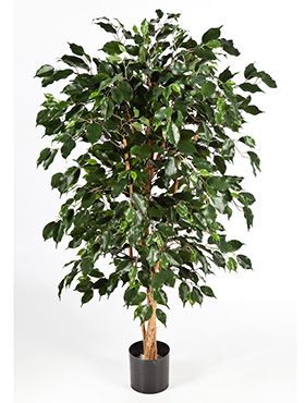 Ficus nitida exotica