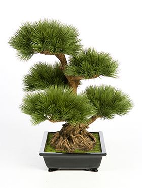 Pinus bonzai