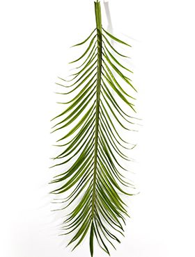 Phoenix palm leaf set x 18
