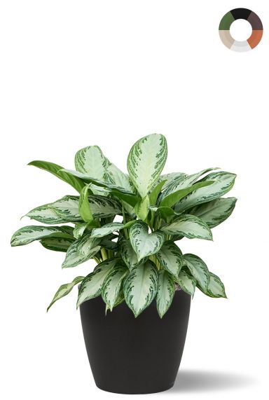 Aglaonema im topf