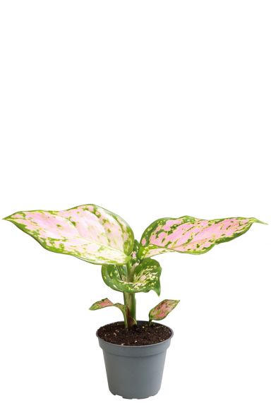 Aglaonema red valentine plant