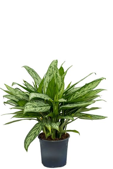 Aglaonema silver queen zimmerpflanze