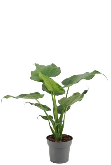 Alocasia cucullata plant 3