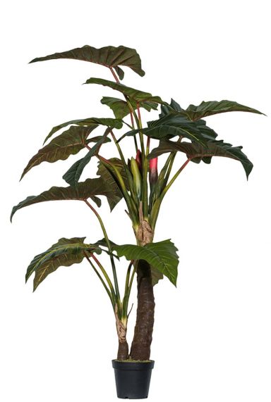 Alocasia plant zijdeplant