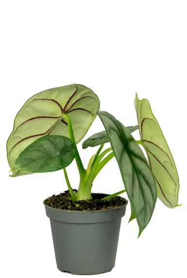 Alocasia stecklinge