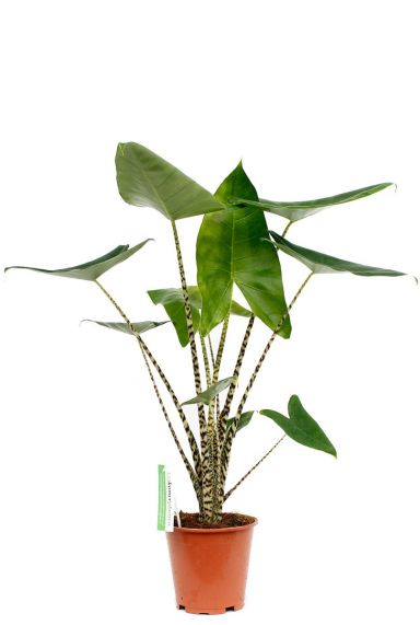Alocasia Zebrina Zimmerpflanze kaufen online