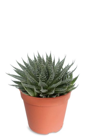 Aloe aristata kleine gr ne pflanze