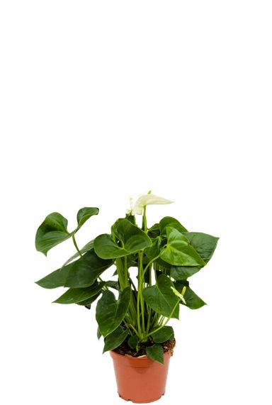 Anthurium sierra white zimmerpflanze