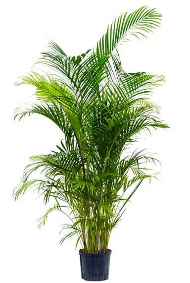 Areca palm hydro