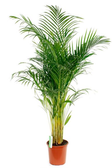 Areca (chrysalidoc.) lutescens palme
