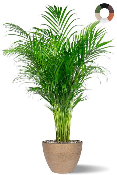 Areca palm in pot 1 1