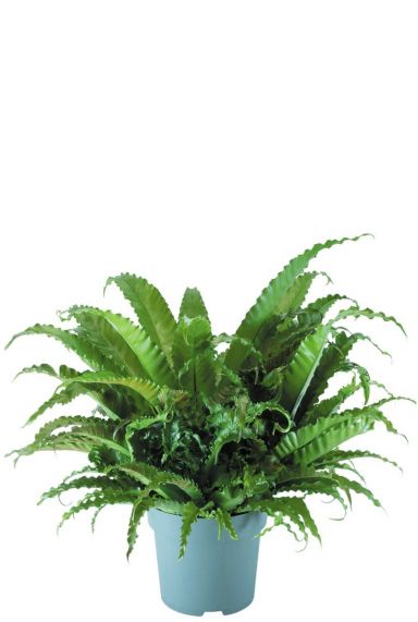 Asplenium antiquum farn