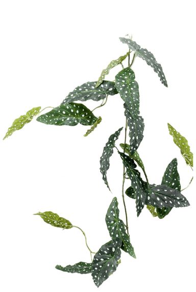 Begonia maculata 1