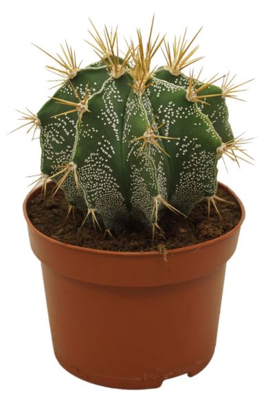 Cactus-astrophytum-ornatum